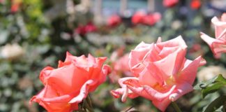 Метод Леонардо да Винчи: устал — рисуй цветы, злой — рисуй линии