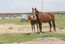 Сарыагаш – это не только целебная вода