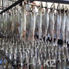 В Шымкенте открыто производство продукции из морской рыбы Здесь лосось, мойву, эсколар и скумбрию вымачиваю в солевом растворе, до трех часов