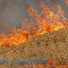 В Южно-Казахстанской области сгорело 40 гектаров пшеницы
