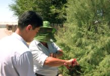 Мошкара в Отырарском районе представляет угрозу для людей и животных Мошкара в Отырарском районе представляет угрозу для людей и животных