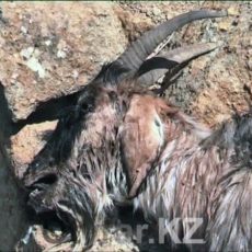 Эксперты до сих пор не могут определить точную причину гибели скота в Ачисае У жителей поселка Ачисай в ЮКО массово гибнет скот