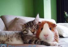 Три семьи одной морской свинки