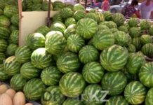 В Шымкенте начали продавать местные арбузы и дыни