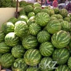 В Шымкенте начали продавать местные арбузы и дыни