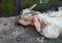 У жителей поселка Ачисай в ЮКО массово гибнет скот