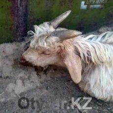 У жителей поселка Ачисай в ЮКО массово гибнет скот