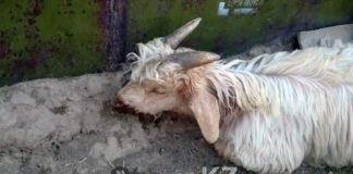 У жителей поселка Ачисай в ЮКО массово гибнет скот