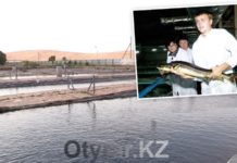 Тюлькубасский район: туннель в горах и золотая рыбка Тюлькубасский район