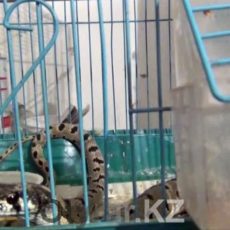 В Шымкенте змея заползла в дом и съела попугая В Шымкенте змея заползла в дом и съела попугая