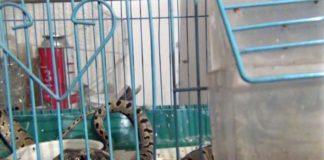 В Шымкенте змея заползла в дом и съела попугая В Шымкенте змея заползла в дом и съела попугая