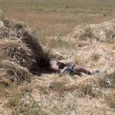 Труп мужчины обнаружен на посевном поле в Шымкенте Труп мужчины обнаружен на пшеничном поле