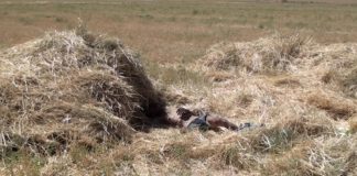 Труп мужчины обнаружен на посевном поле в Шымкенте Труп мужчины обнаружен на пшеничном поле