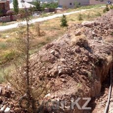 В Шымкенте «сгорели» миллионы тенге Озеленение Шымкента
