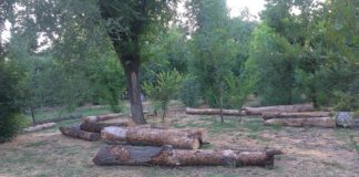 Шымкентцы встали на защиту парка имени Абая парк имени Абая