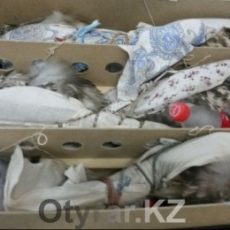 При попытке дать взятку задержан мужчина, пытавшийся отправить в ОАЭ соколов-балобанов