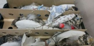 При попытке дать взятку задержан мужчина, пытавшийся отправить в ОАЭ соколов-балобанов