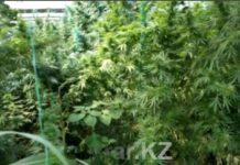 В ЮКО на сельскохозяйственных угодьях посеяли коноплю Конопля