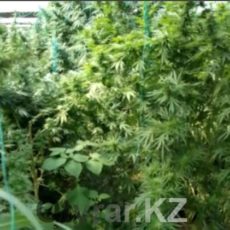В ЮКО на сельскохозяйственных угодьях посеяли коноплю Конопля