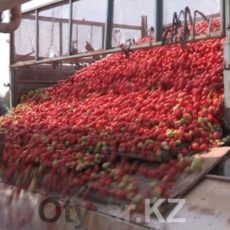 Томатный завод в Арыси теперь перерабатывает яблоки