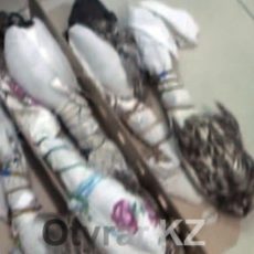 Живой товар на полмиллиона долларов задержан в аэропорту Шымкента Живой товар на полмиллиона долларов задержан в аэропорту Шымкента