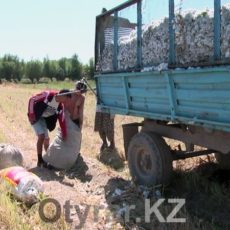 Наказаны директора школ в ЮКО, учащиеся которых собирали хлопок