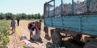 Наказаны директора школ в ЮКО, учащиеся которых собирали хлопок