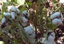 Аграриям юга оказали большую государственную поддержку