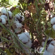 Аграриям юга оказали большую государственную поддержку