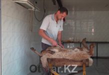 В Шымкенте определены места для забоя жертвенного скота в дни Курбан айта