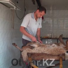 Стоимость забоя скота в Шымкента подскочила в два раза