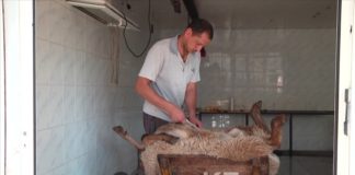 Забойные цеха в центре Шымкента будут закрыты сразу после Курбан-айта