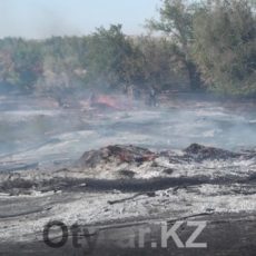 В шымкентском дендропарке произошел крупный пожар