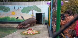 В канун 35-летия шымкентского зоопарка здесь родился бегемотик Глория В канун 35-летия шымкентского зоопарка здесь родился бегемотик Глория