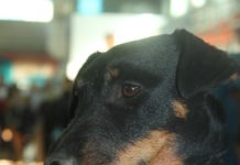 Выставка породистых собак прошла в Шымкенте