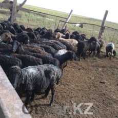 Сколько голов скота может у себя в подворье держать житель Шымкента