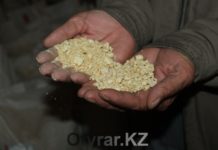 Сарыагаш: земля прокормит всегда Сарыагаш