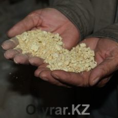 Сарыагаш: земля прокормит всегда Сарыагаш