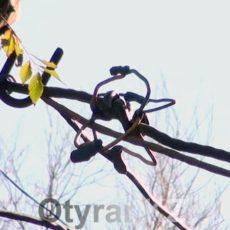 Оголенные провода под высоким напряжением приводят шымкентцев в ужас