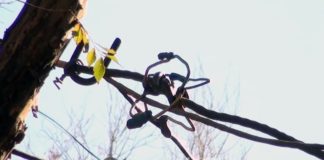 Оголенные провода под высоким напряжением приводят шымкентцев в ужас