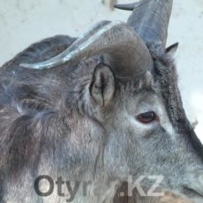 В шымкентский зоопарк привезли голубых баранов