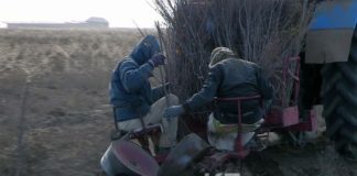 Более трех миллионов саженцев деревьев высадят до конца года вокруг Шымкента
