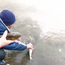 В водоемы Шымкента выпустили 12 тысяч толстолобиков, карпов, сазанов и белых амуров