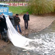 В Сузакском районе в водохранилище выпустили 50 тысяч мальков карпа