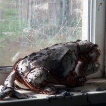 Бездействие аварийной службы привело к взрыву газа в частном доме. Пожар