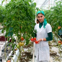 Казахстанцы могут вести предпринимательскую деятельность без регистрации Фермер. Теплица