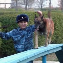 Кинологи ЮКО продемонстрировали навыки служебных собак на соревнованиях в Алматы