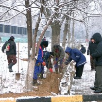 В Шымкенте полностью завершены работы по озеленению города