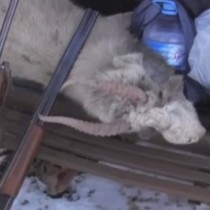 Краснокнижных джейрана и сайгака застрелили браконьеры в ЮКО