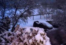 Шымкентские «морозы» заставили хищных птиц зимовать в городе